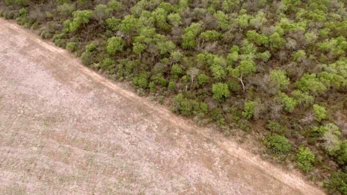 deforestación
