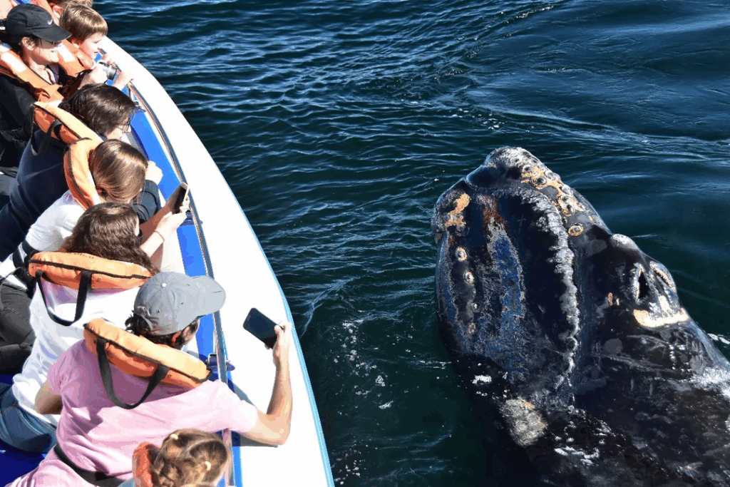 ballenas
