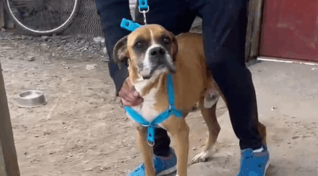 La Plata: detuvieron a un hombre en Los Hornos por maltrato animal