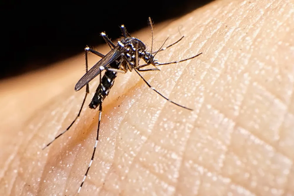 Alerta por la fiebre chikungunya: hubo 268 casos nuevos, 28 en la provincia de Buenos Aires